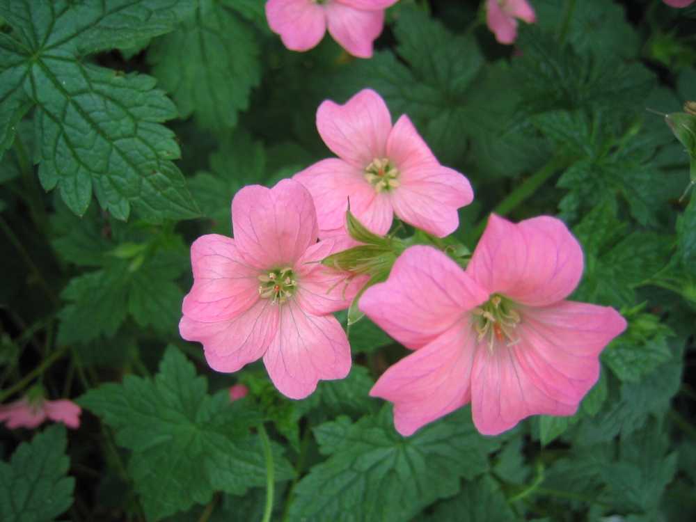 Geranium endressii 'Wargrave Pink' (Oxford-Storchschnabel)